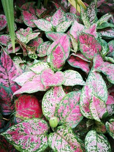 粉色彩叶芋植株