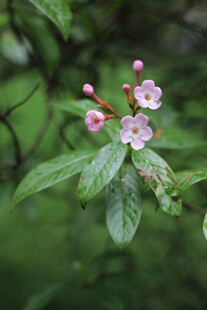 春日淡粉小野花