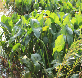 翠绿茂盛观叶植物