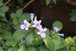 淡紫小花绿植自然特写