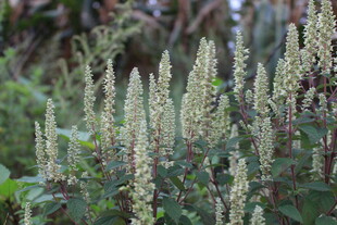 野生穗状草本植物
