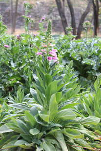 野外草本粉花植物