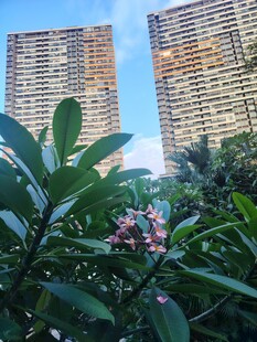 都市绿植与高楼景观