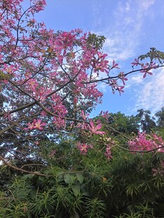 异木棉