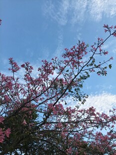 异木棉
