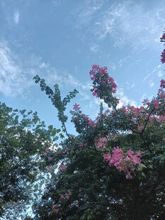 异木棉