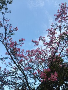 异木棉