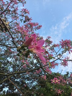 异木棉