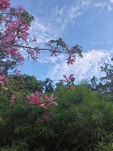 异木棉