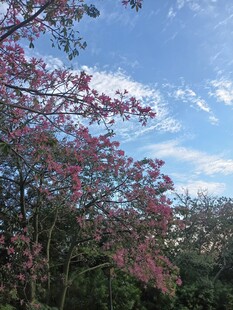 异木棉