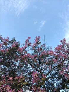 异木棉