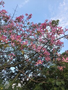 异木棉