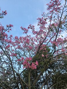 异木棉