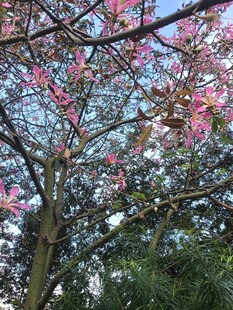 异木棉