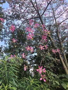 异木棉