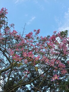异木棉