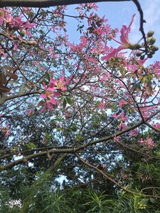 异木棉