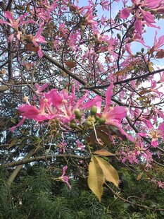 异木棉