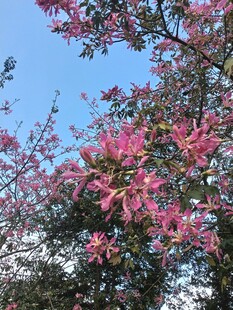 异木棉