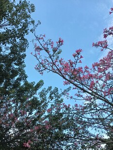 异木棉