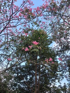 异木棉
