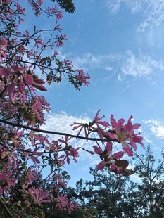 异木棉