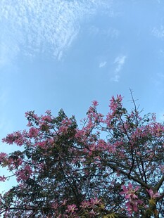 异木棉