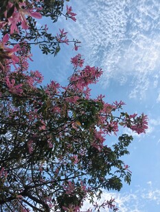异木棉