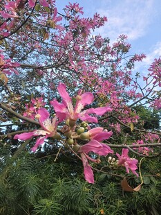 异木棉