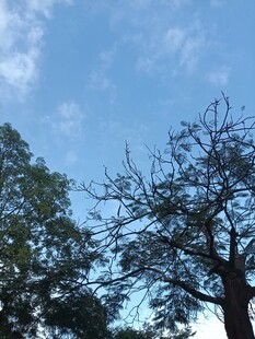晴空下的树木仰拍