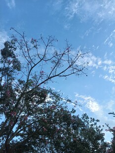 蓝天树木自然小景