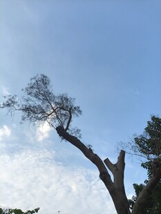 蓝天斜松自然风景