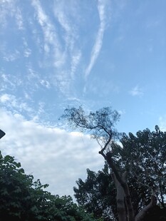 蓝天绿树晴空风光