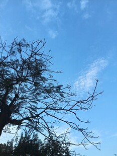 晴空下的枯枝剪影