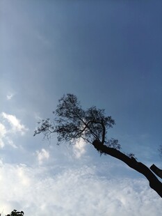 蓝天斜树剪影