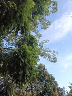 晴空下的葱郁树木
