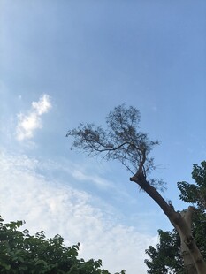 蓝天斜树晴日风光