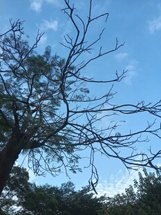 蓝天背景下的树枝剪影