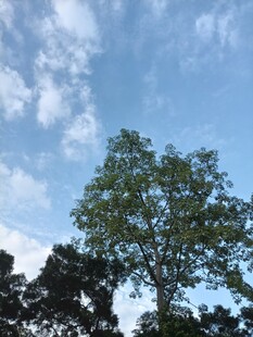 晴空下的大树
