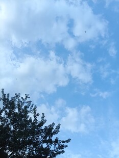 蓝天白云树梢清新景致
