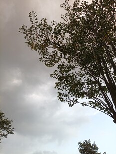 阴天树木与灰蒙天空