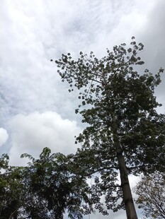 阴天仰拍树木天空