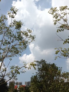 蓝天绿树白云自然风景
