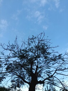 晴空下的树影