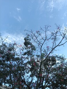 蓝天树木自然风景
