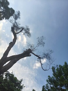 仰拍蓝天树枝风景