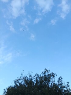 蓝天疏云树梢风景