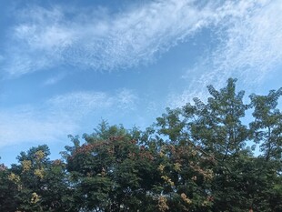 蓝天绿树自然风景