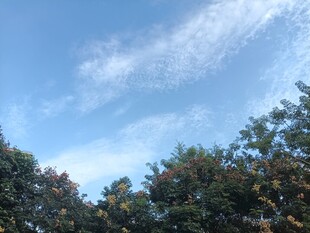 蓝天绿树自然风光