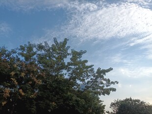 蓝天绿树户外风光